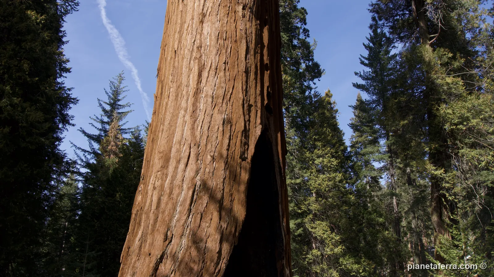 Il tronco di una sequoia gigante contro il cielo a Kings Canyon, a febbraio 2022