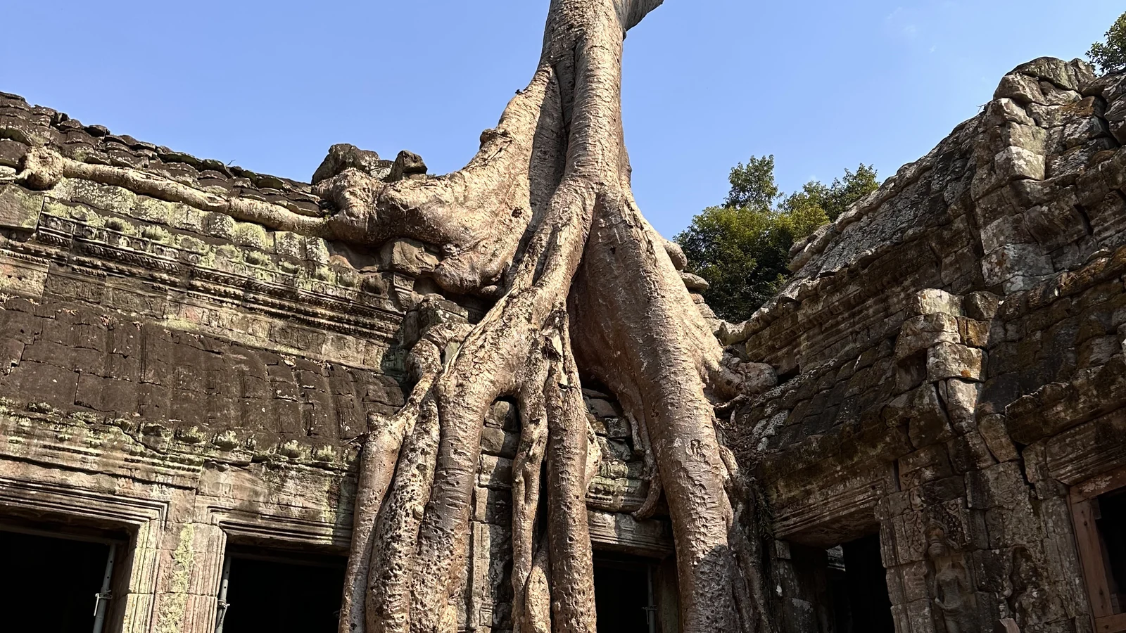 Grandi radici chiare di un albero cresciute sopra il muro di un tempio di Angkor