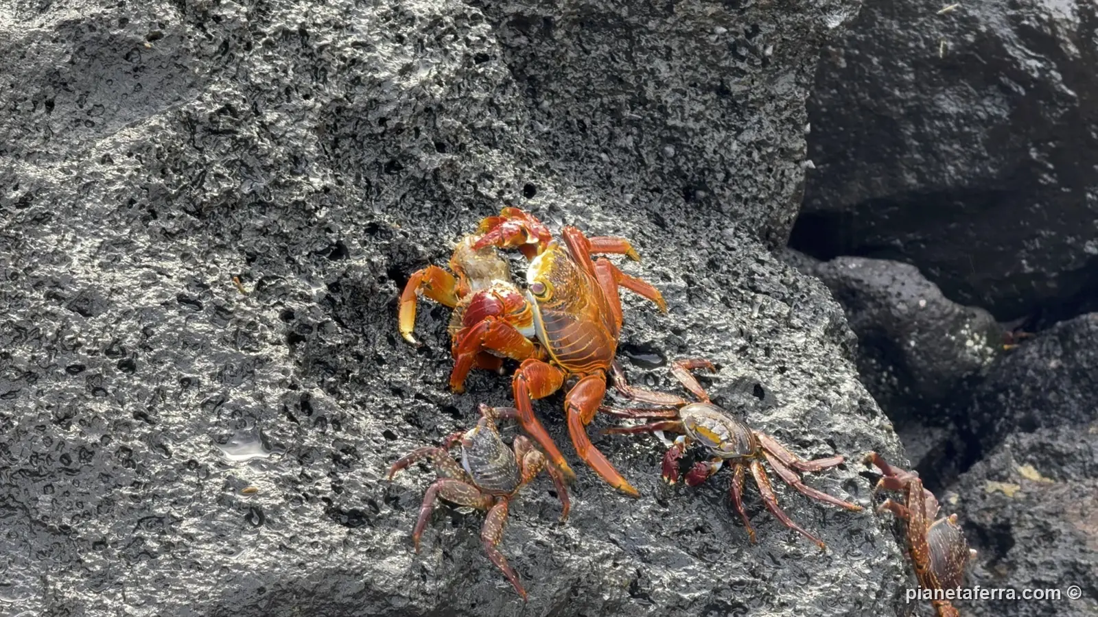 Granchi rossi sugli scogli di lava di San Cristóbal, nel 2025