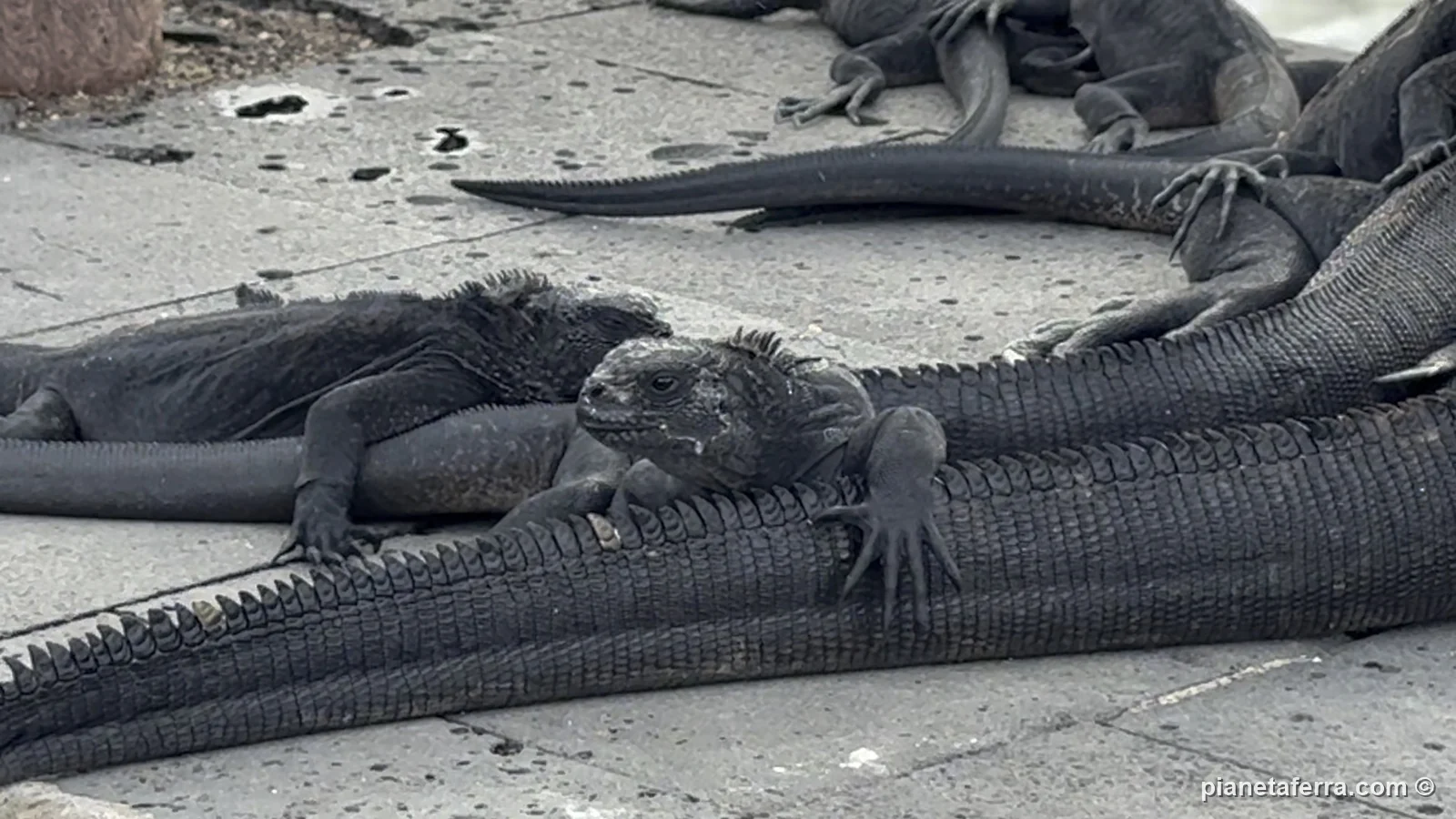 Iguane marine ammucchiate sul lungomare di Puerto Baquerizo Moreno, a San Cristóbal, nel 2025