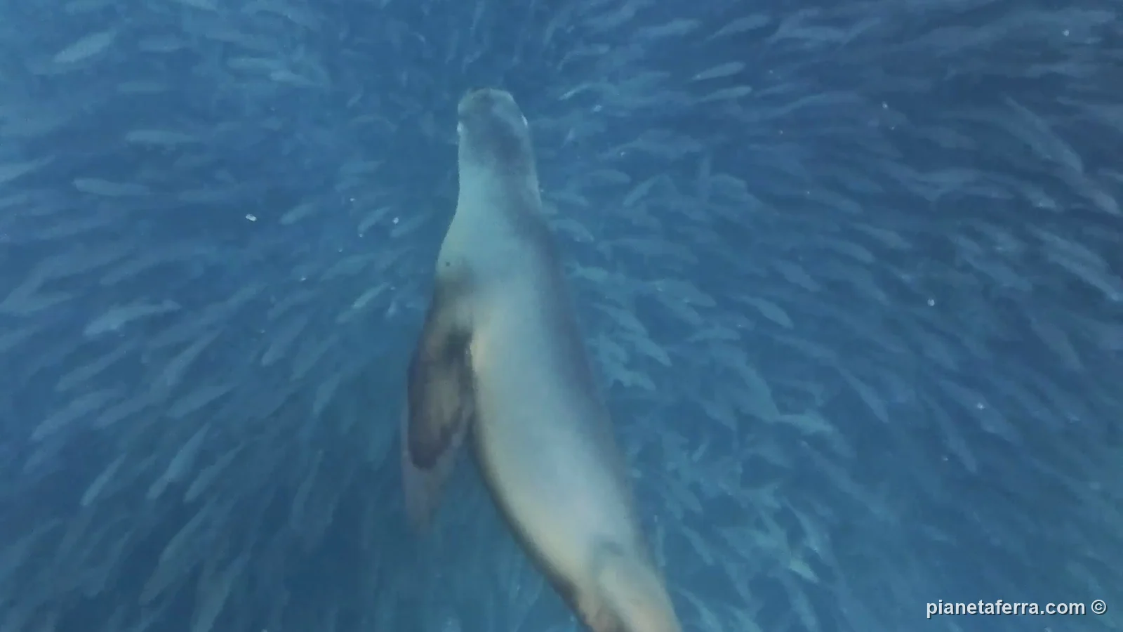 Un leone marino che caccia dentro un banco di sardine, nel 2025