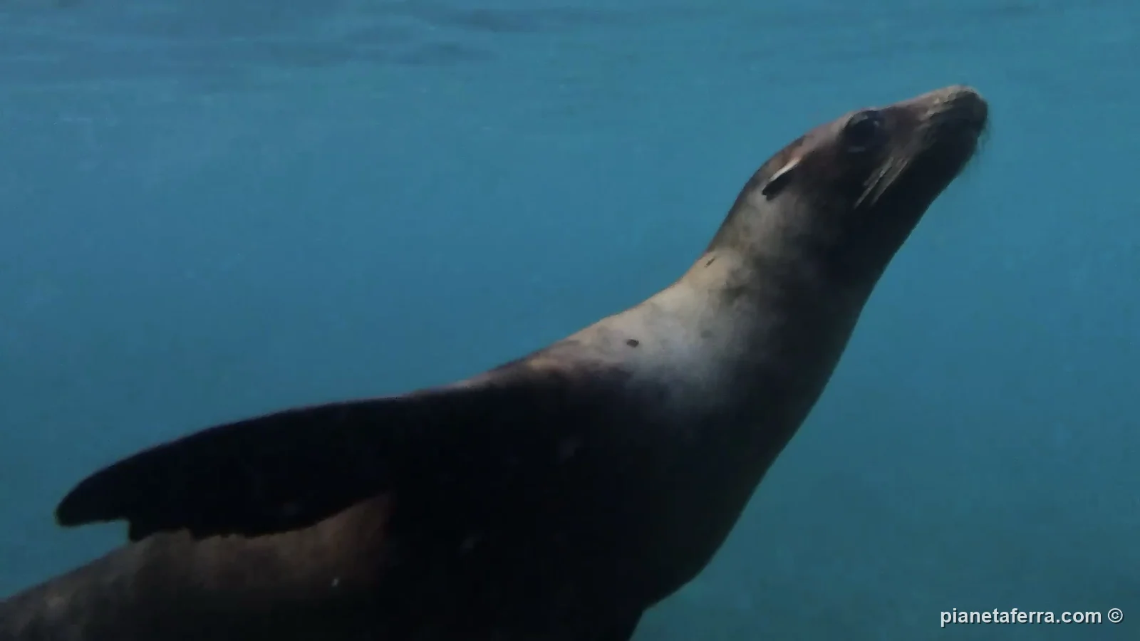 Un leone marino che nuota verso la telecamera a San Cristóbal, nel 2025