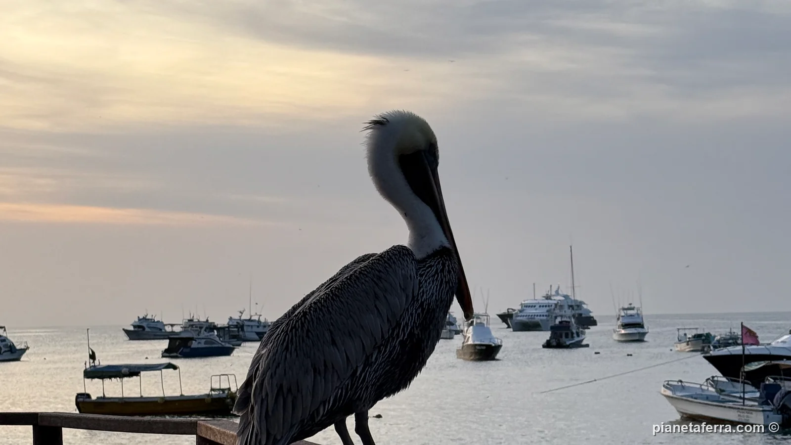 Un pellicano bruno sulla ringhiera del molo di San Cristóbal al tramonto, nel 2025