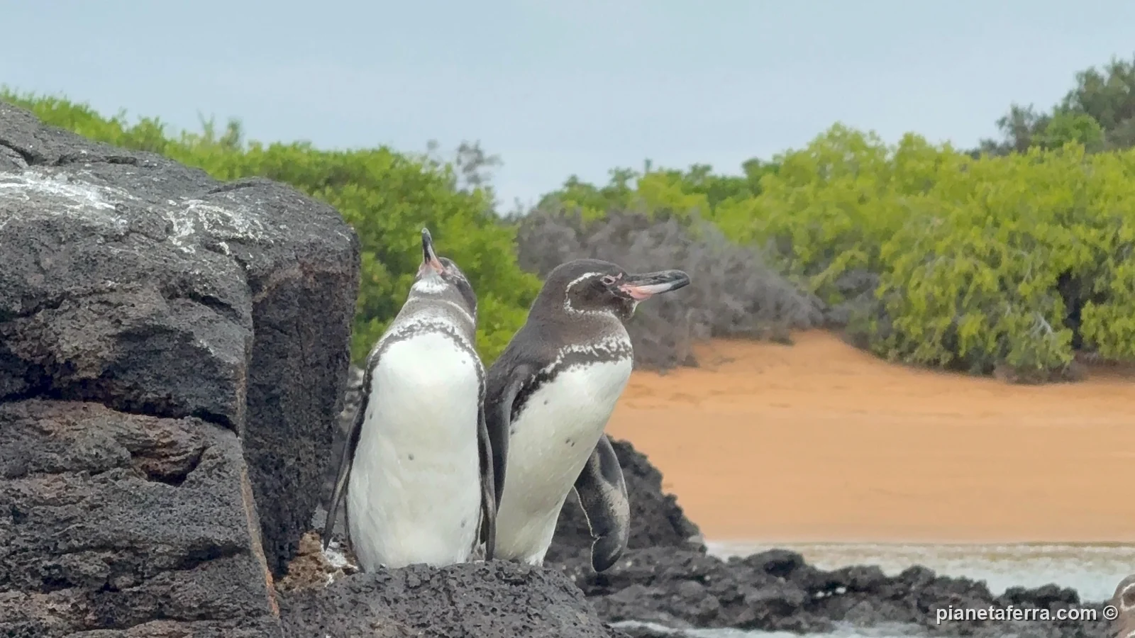 Due pinguini delle Galápagos sugli scogli di Bartolomé, nel 2025