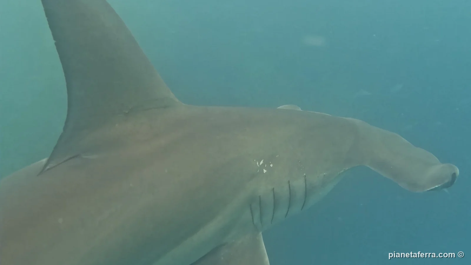 Uno squalo martello visto dall'alto durante lo snorkeling a San Cristóbal, nel 2025
