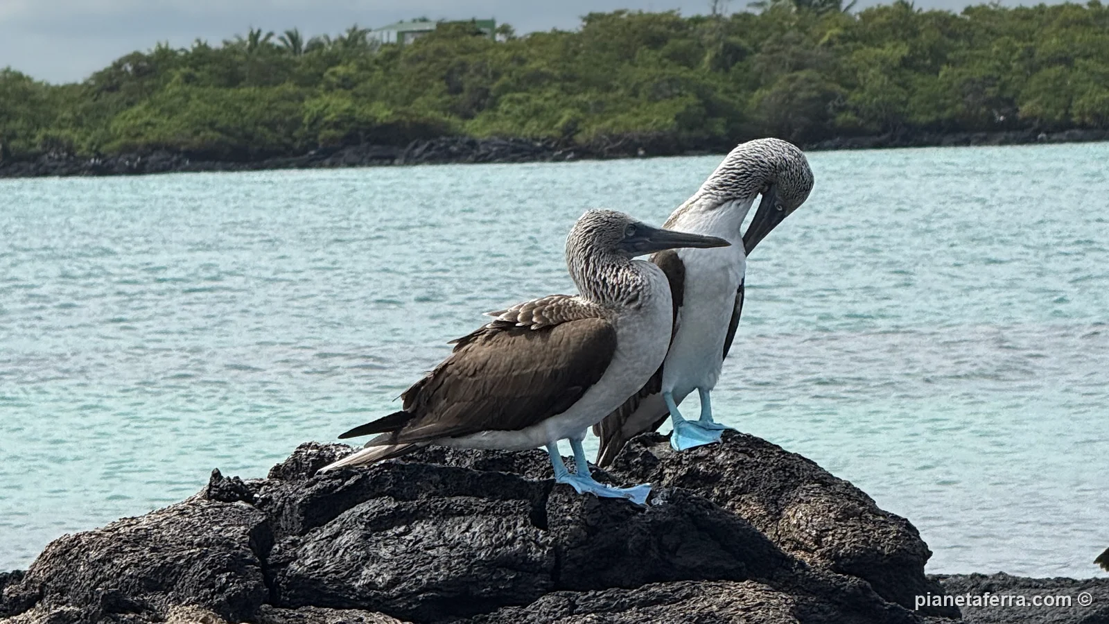 Due sule dai piedi azzurri su uno scoglio di lava a Isabela, nel 2025