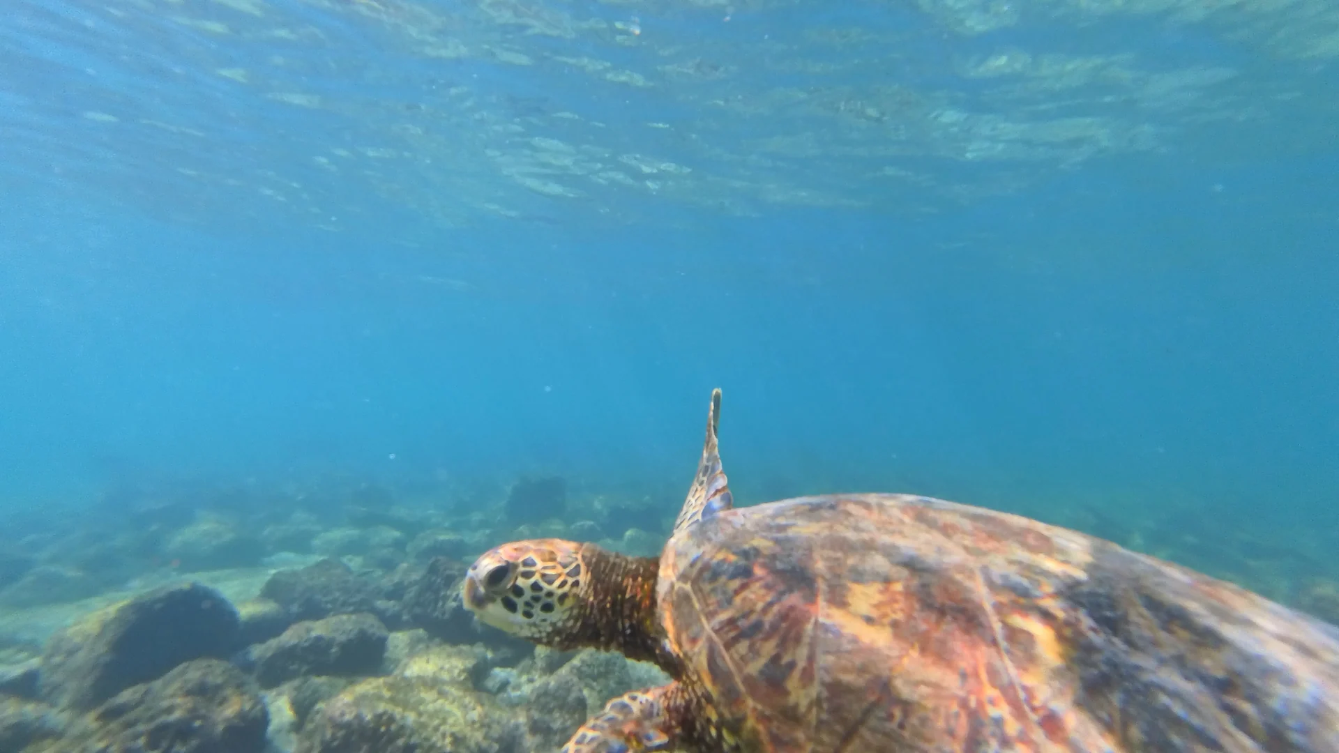 Animali delle Galápagos: quali vedi, dove trovarli e come avvicinarli