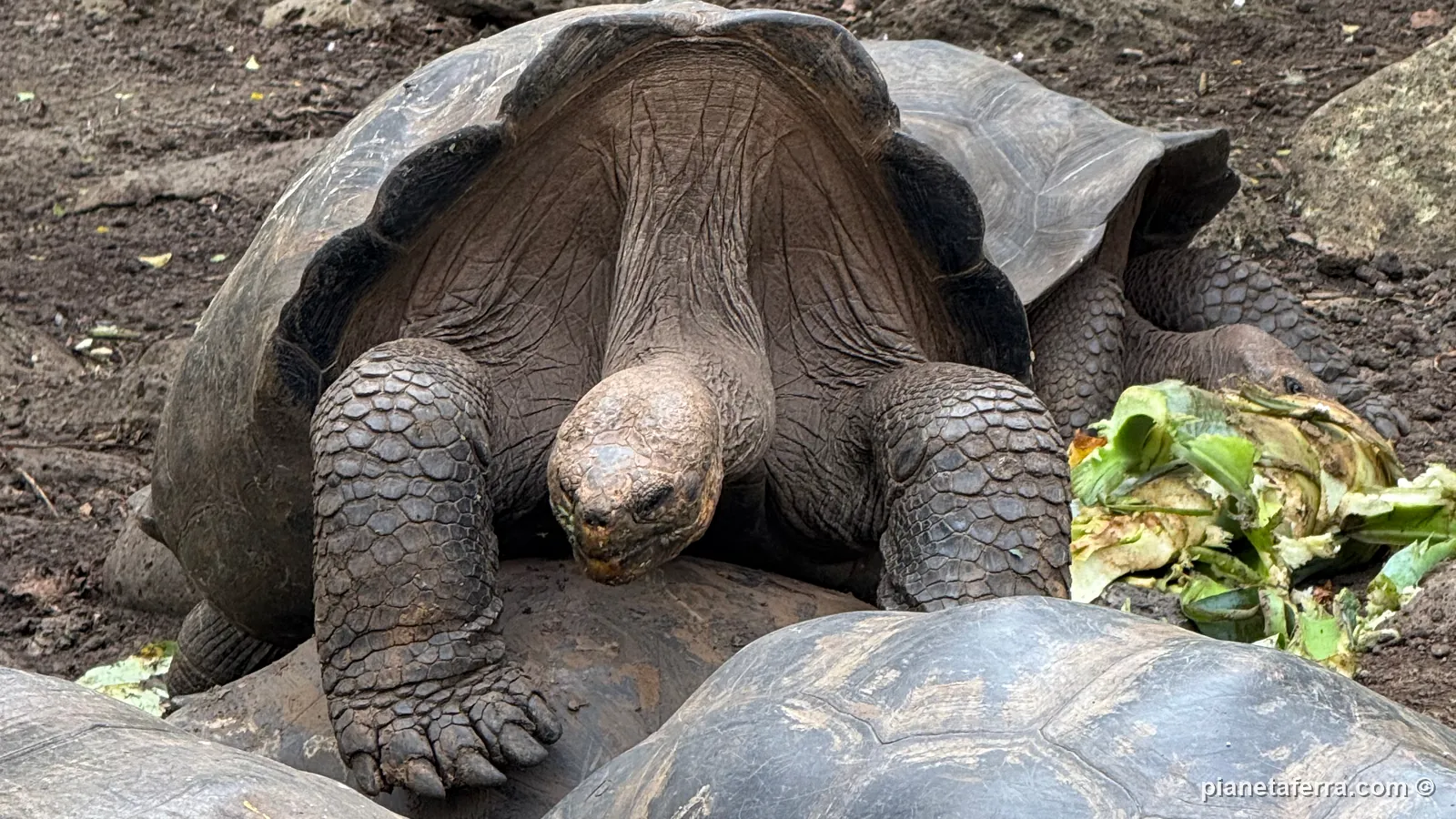 Tartarughe giganti alla Galapaguera di Cerro Colorado, a San Cristóbal, nel 2025