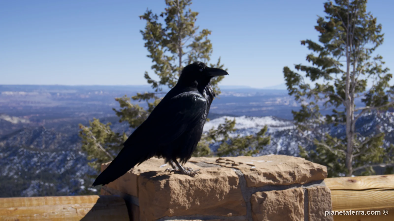 Un corvo sul muretto di un belvedere della strada panoramica del Bryce Canyon, con la neve sullo sfondo, a febbraio 2022