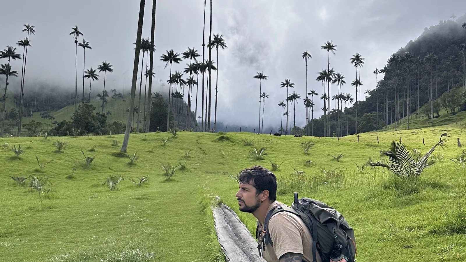 Palme di cera altissime nel prato verde della Valle de Cocora con le nuvole basse