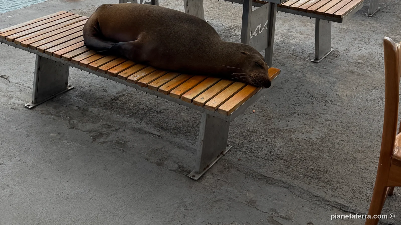Un leone marino che dorme su una panchina al canale di Itabaca, tra Baltra e Santa Cruz, ad aprile 2025