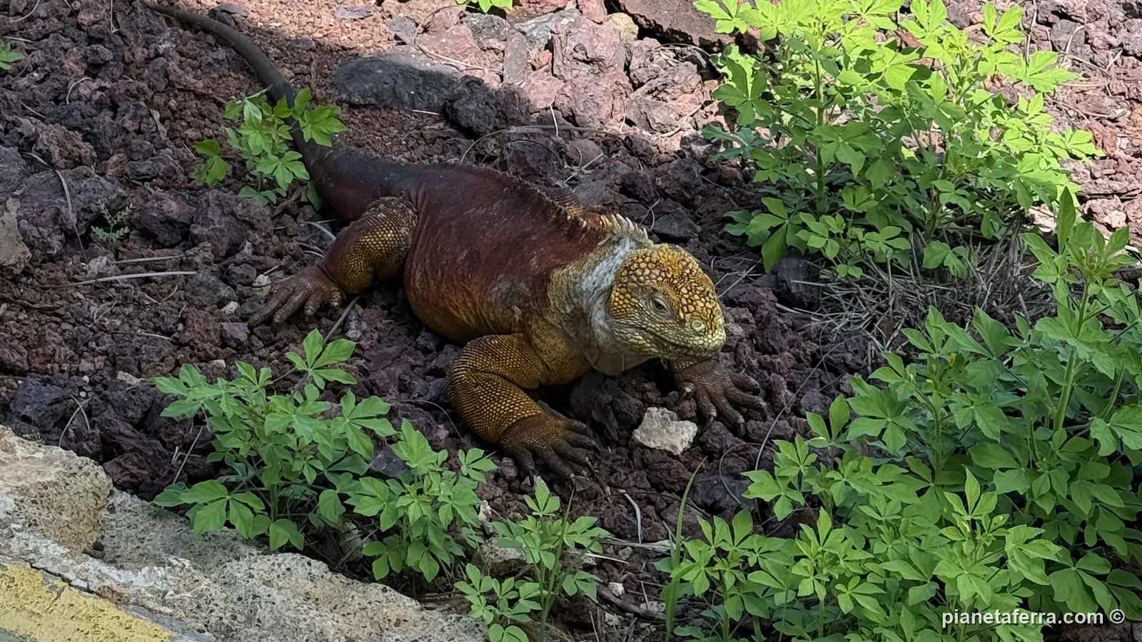 Un'iguana terrestre accanto alla pista dell'aeroporto di Baltra, ad aprile 2026