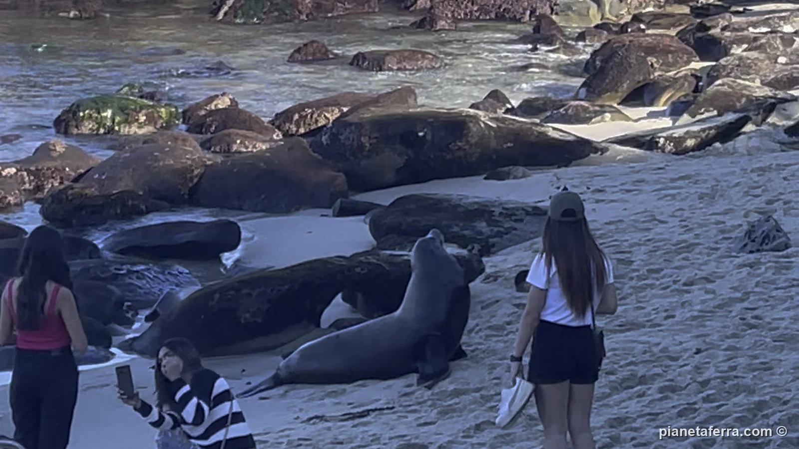 I leoni marini sulla spiaggia di La Jolla, con i turisti molto vicini, a febbraio 2022