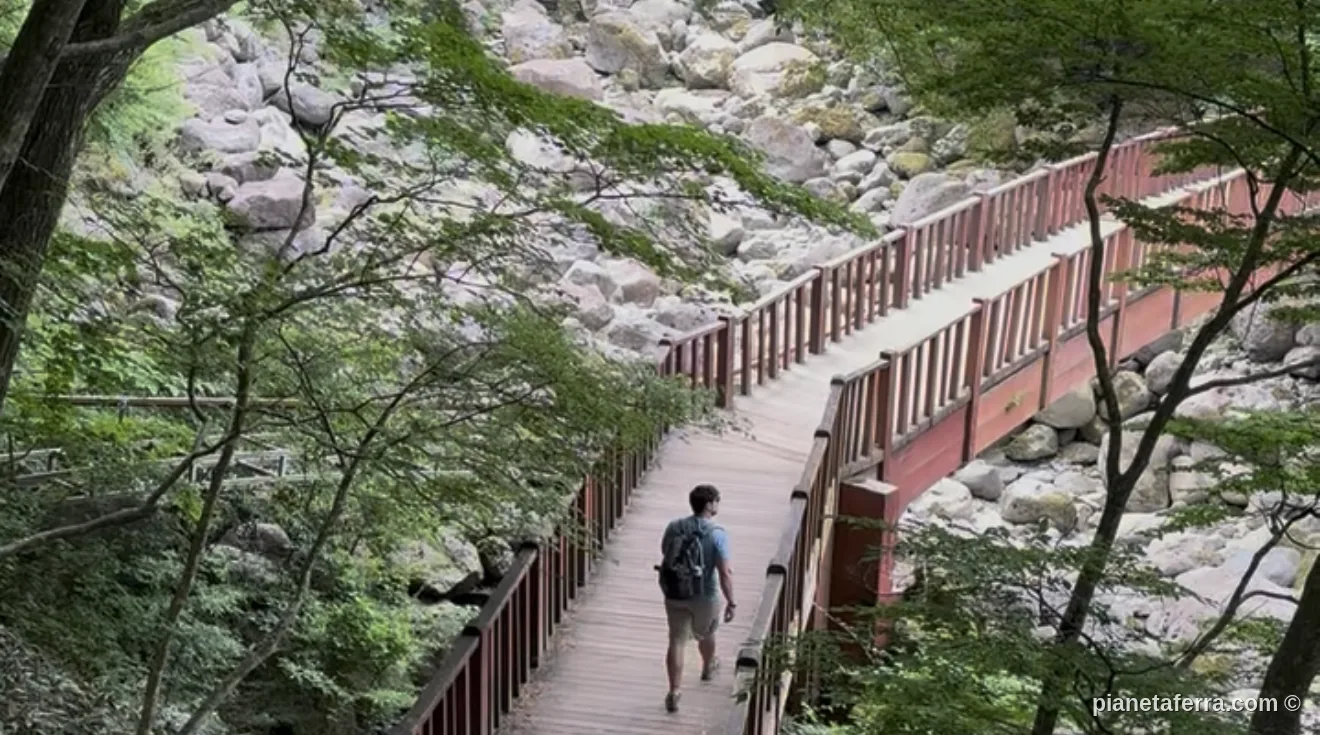 Passerella di legno lungo l'Eorimok Trail sul Monte Hallasan, Jeju