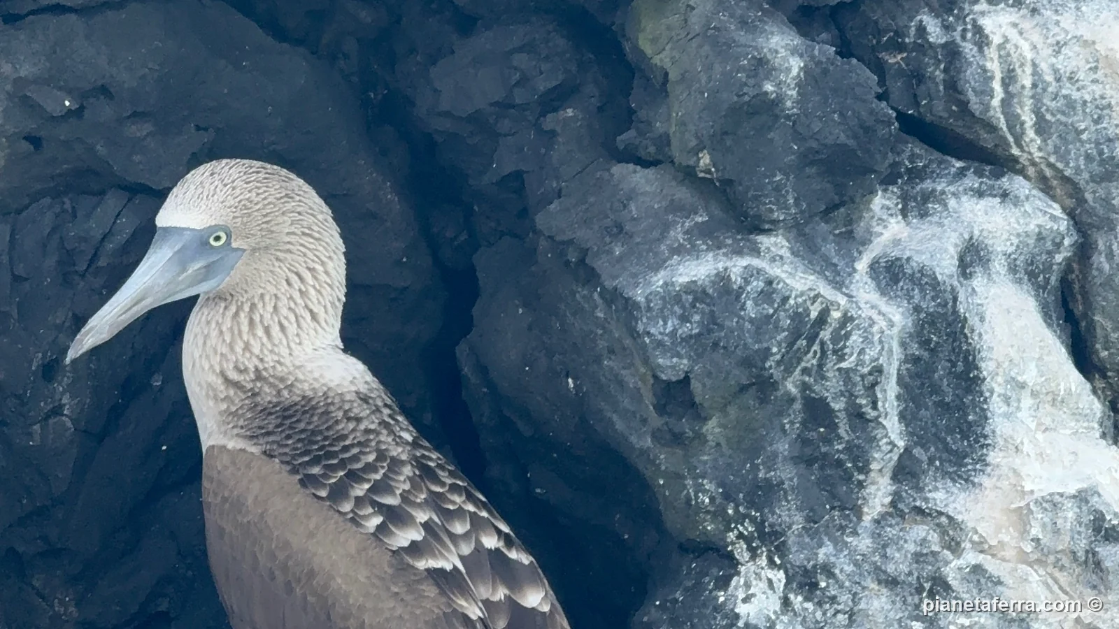 Una sula dai piedi azzurri sugli scogli di lava di Isabela, ad aprile 2025