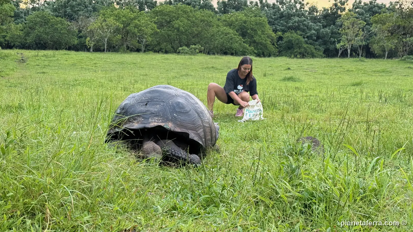 Una tartaruga gigante nei prati degli altopiani di Santa Cruz, a fine marzo 2026