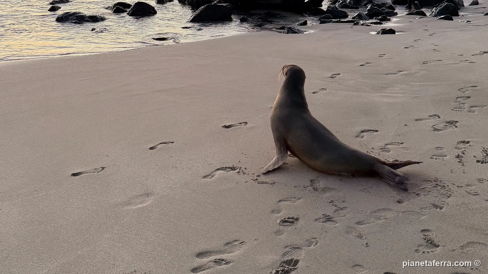 Un leone marino sulla spiaggia al tramonto a Puerto Baquerizo Moreno, ad aprile 2025