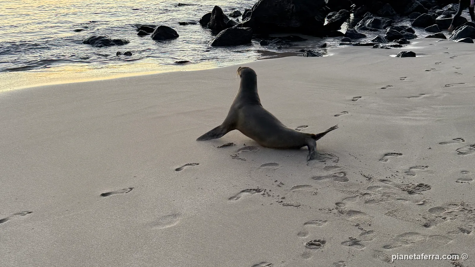 Un leone marino che attraversa la spiaggia al tramonto a San Cristóbal, nella primavera del 2025