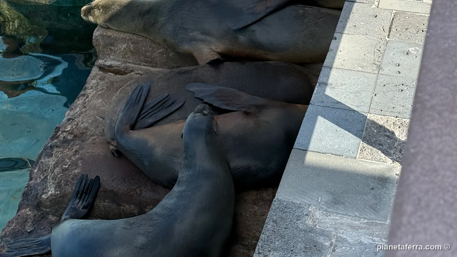Leoni marini che dormono ammassati sul molo di Puerto Baquerizo Moreno, a San Cristóbal, nella primavera del 2025