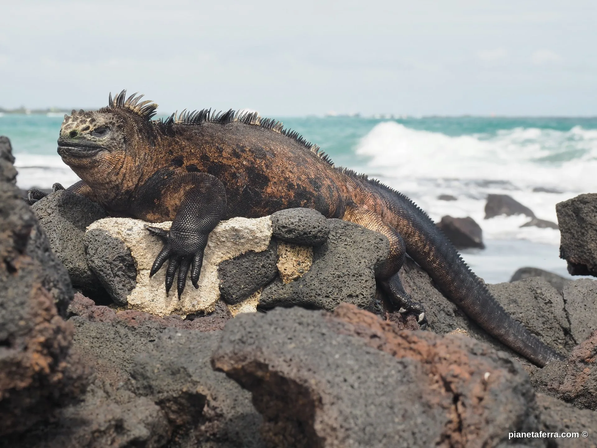 Iguana marina delle Galapagos su roccia vulcanica a Isabela