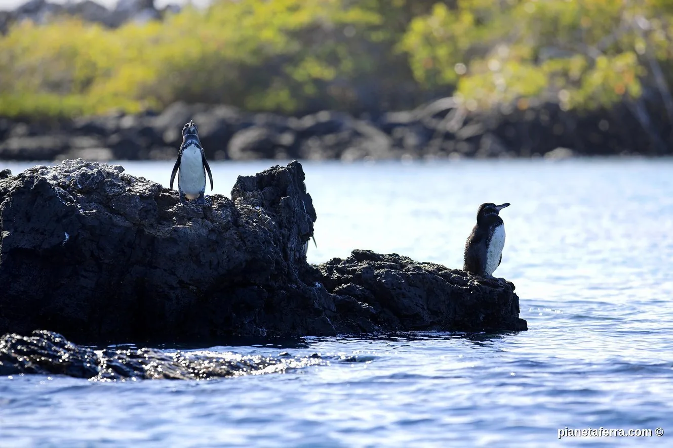 Pinguini delle Galapagos su roccia vulcanica