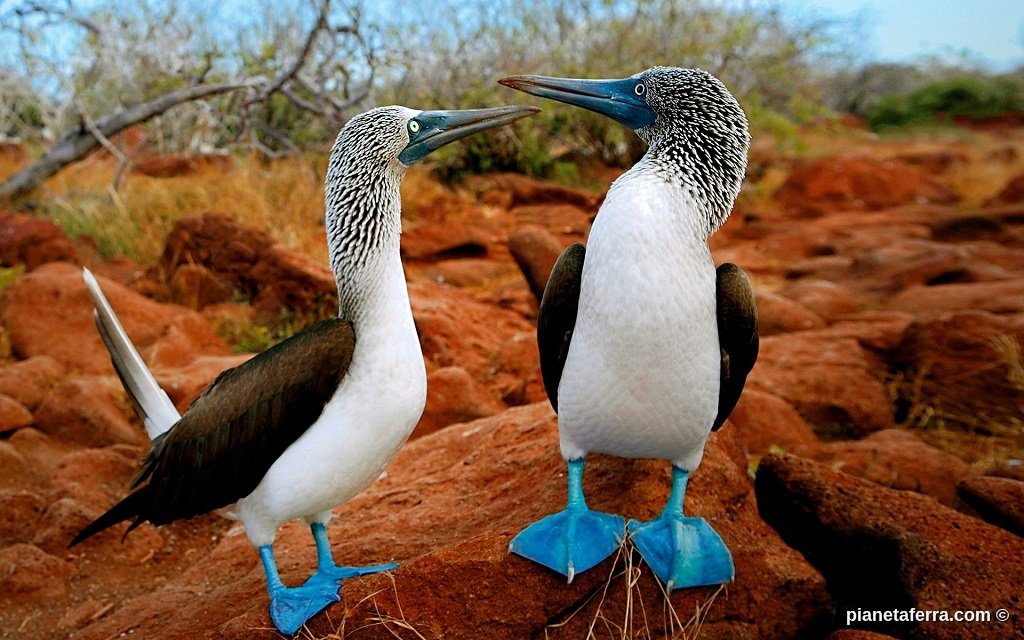 Sula dai piedi azzurri alle Galápagos