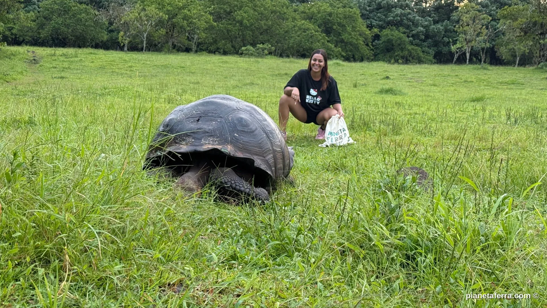 Tartaruga gigante nella parte alta di Santa Cruz, Galapagos