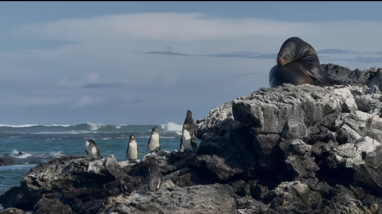 Pinguini delle Galápagos e un leone marino su una scogliera lavica