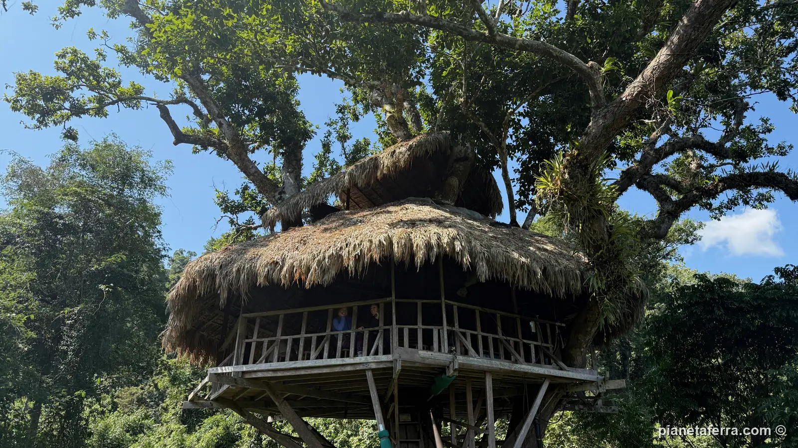 Una casa sull'albero con il tetto di paglia della Gibbon Experience