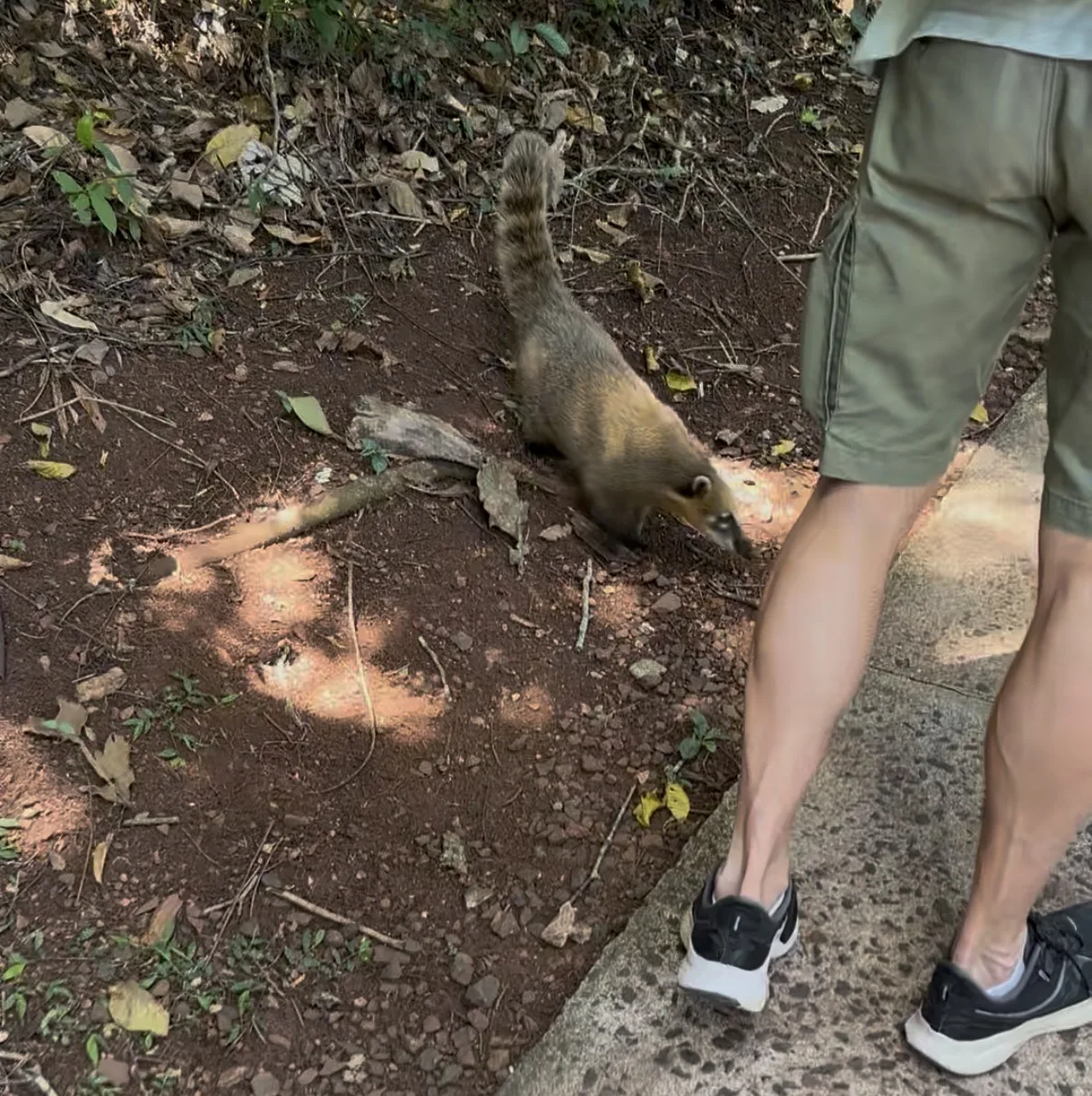 Un coati lungo un sentiero del parco nazionale delle cascate di Iguazú