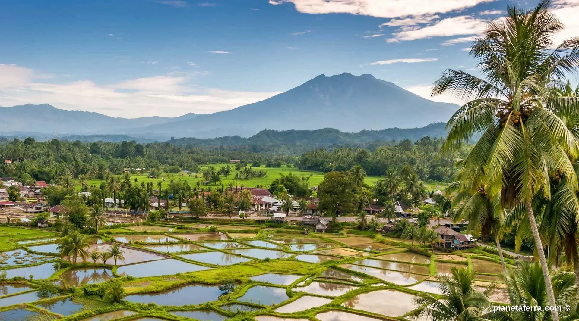 Risaie indonesiane con montagne e palme a Sumatra