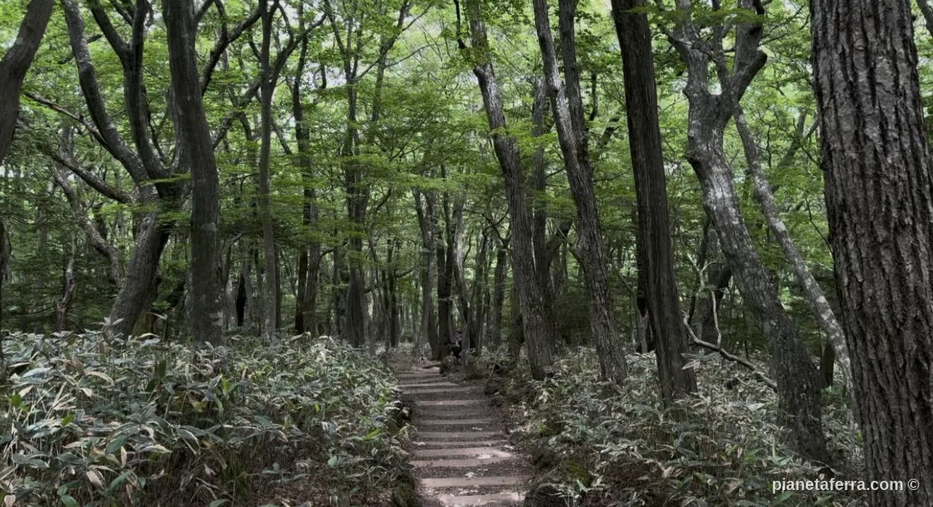 Inizio dell'Eorimok Trail nel bosco del Parco Nazionale di Hallasan, Jeju