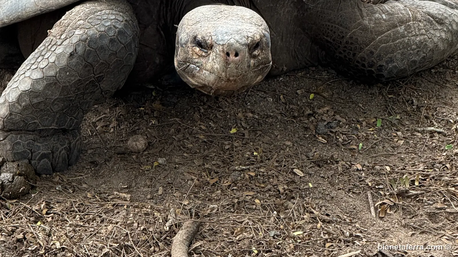 Una tartaruga gigante al centro di allevamento Arnaldo Tupiza di Puerto Villamil, ad aprile 2025