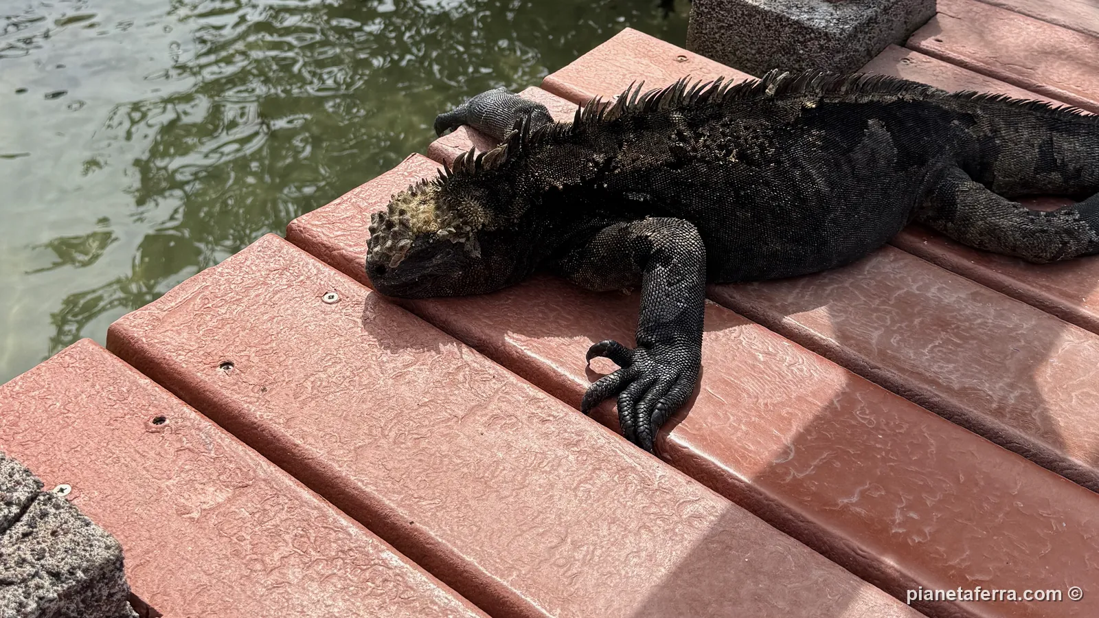 Un'iguana marina sulla passerella di legno di Puerto Villamil, ad aprile 2025
