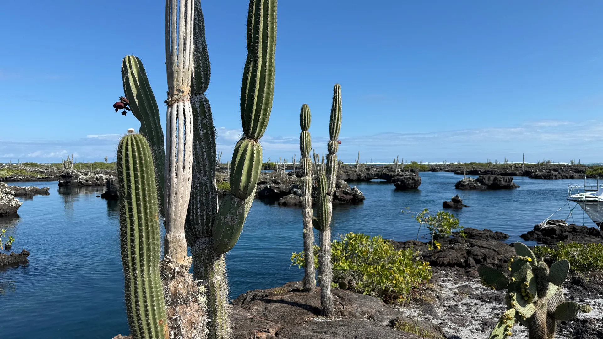 Isabela, Galápagos: la Sierra Negra, Los Túneles e i pinguini sotto il molo