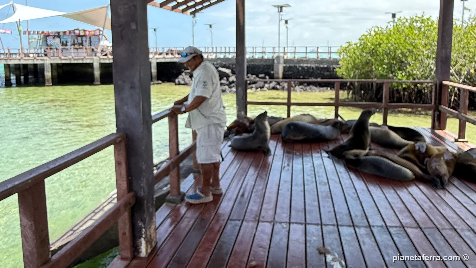 Leoni marini addormentati sul pontile del molo di Puerto Villamil, ad aprile 2025
