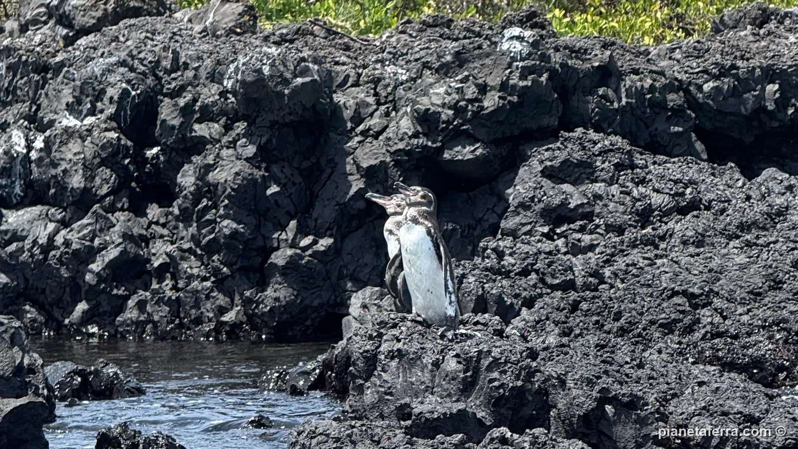 Un pinguino delle Galápagos sugli scogli vicino al molo di Puerto Villamil, ad aprile 2025