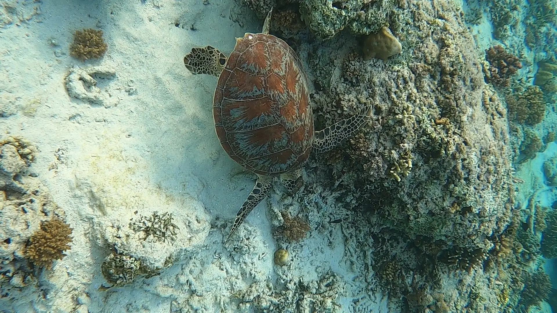 Isole Gili: quale scegliere tra Trawangan, Air e Meno, come arrivare da Bali e cosa fare