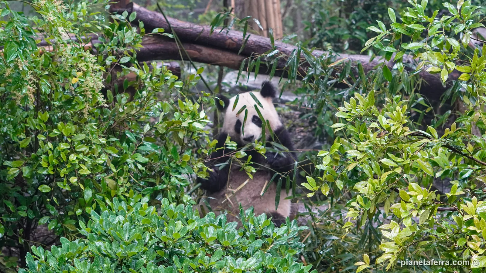 Un panda gigante che mangia bambù alla base di ricerca di Chengdu, a maggio 2024
