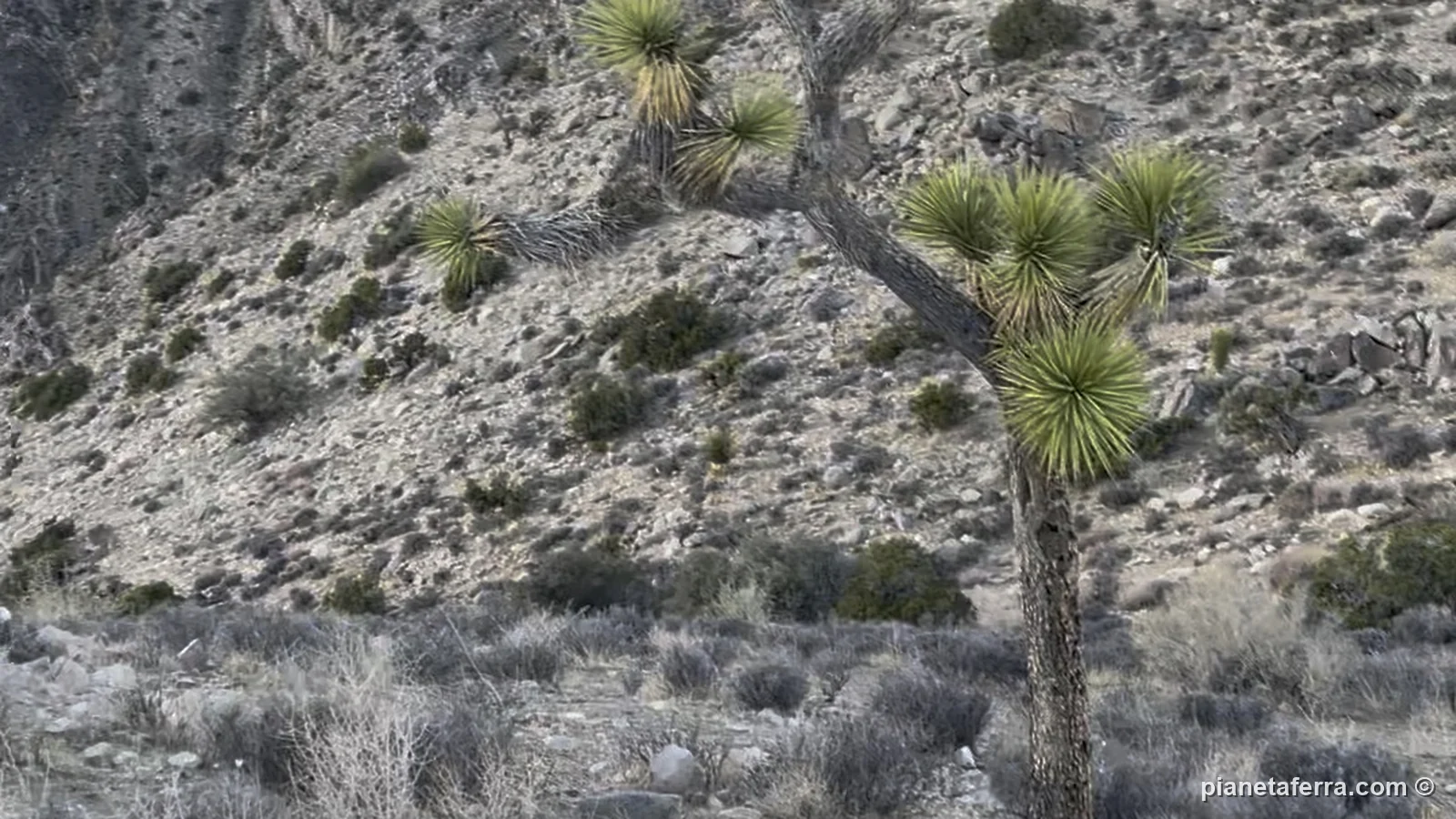 Un albero di Joshua sulle montagne lungo la strada per Keys View, a febbraio 2022