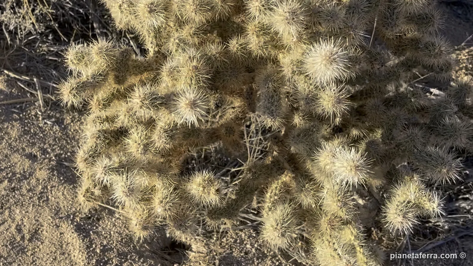 Un cactus cholla lungo il sentiero della Hidden Valley, con le spine illuminate dal sole del pomeriggio, a febbraio 2022