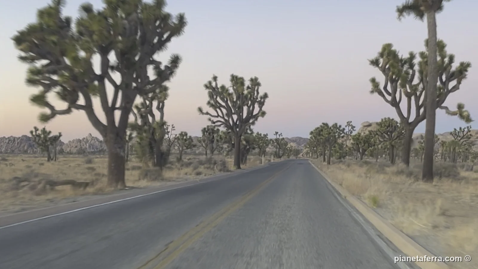 Park Boulevard, la strada principale del Joshua Tree National Park, tra gli alberi di Joshua al crepuscolo, a febbraio 2022