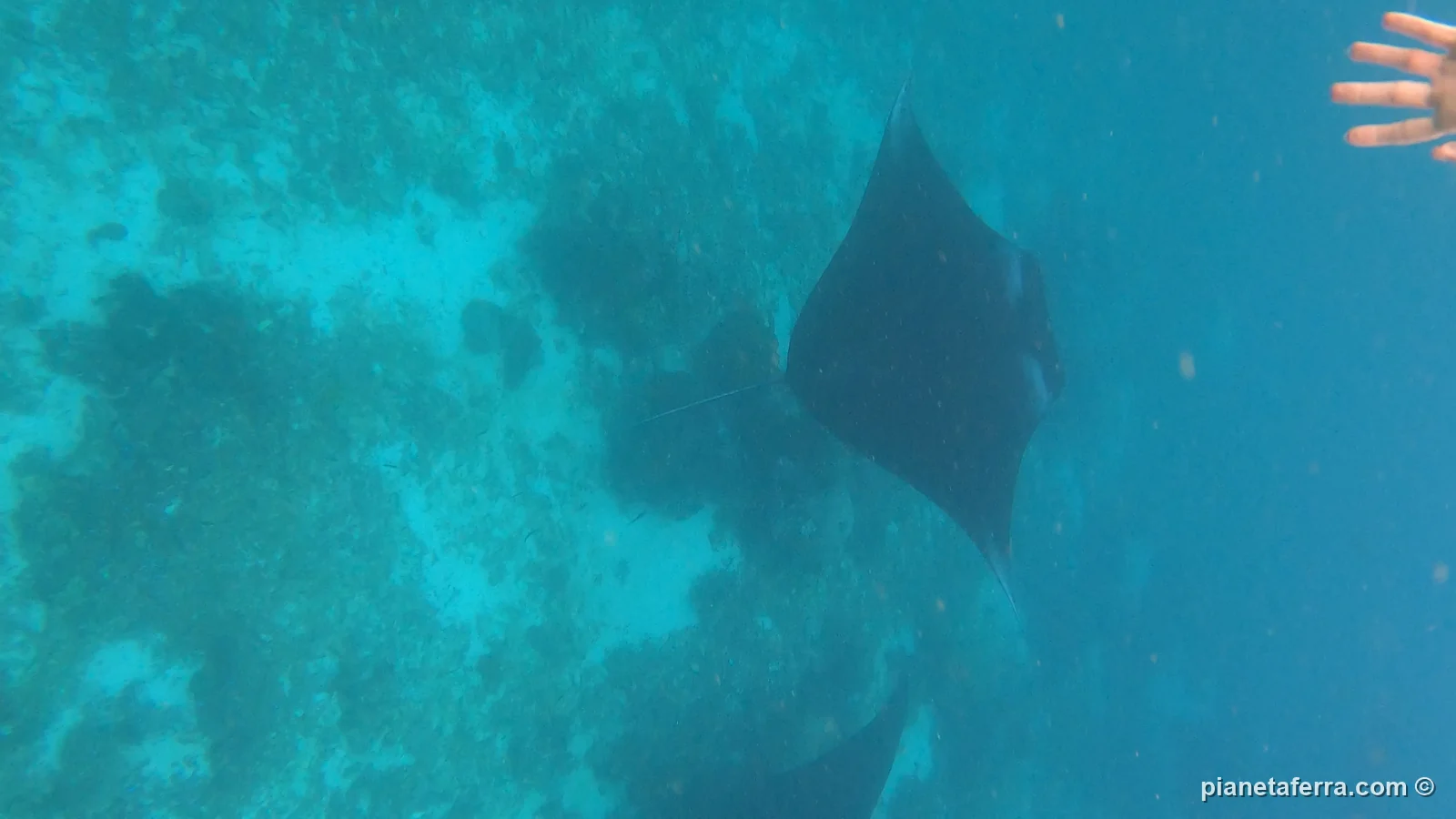 Una manta fotografata durante lo snorkeling a Manta Point, nel Parco Nazionale di Komodo