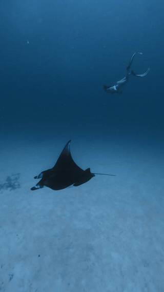 Snorkeling con una manta alle Maldive durante un'uscita con cielo coperto