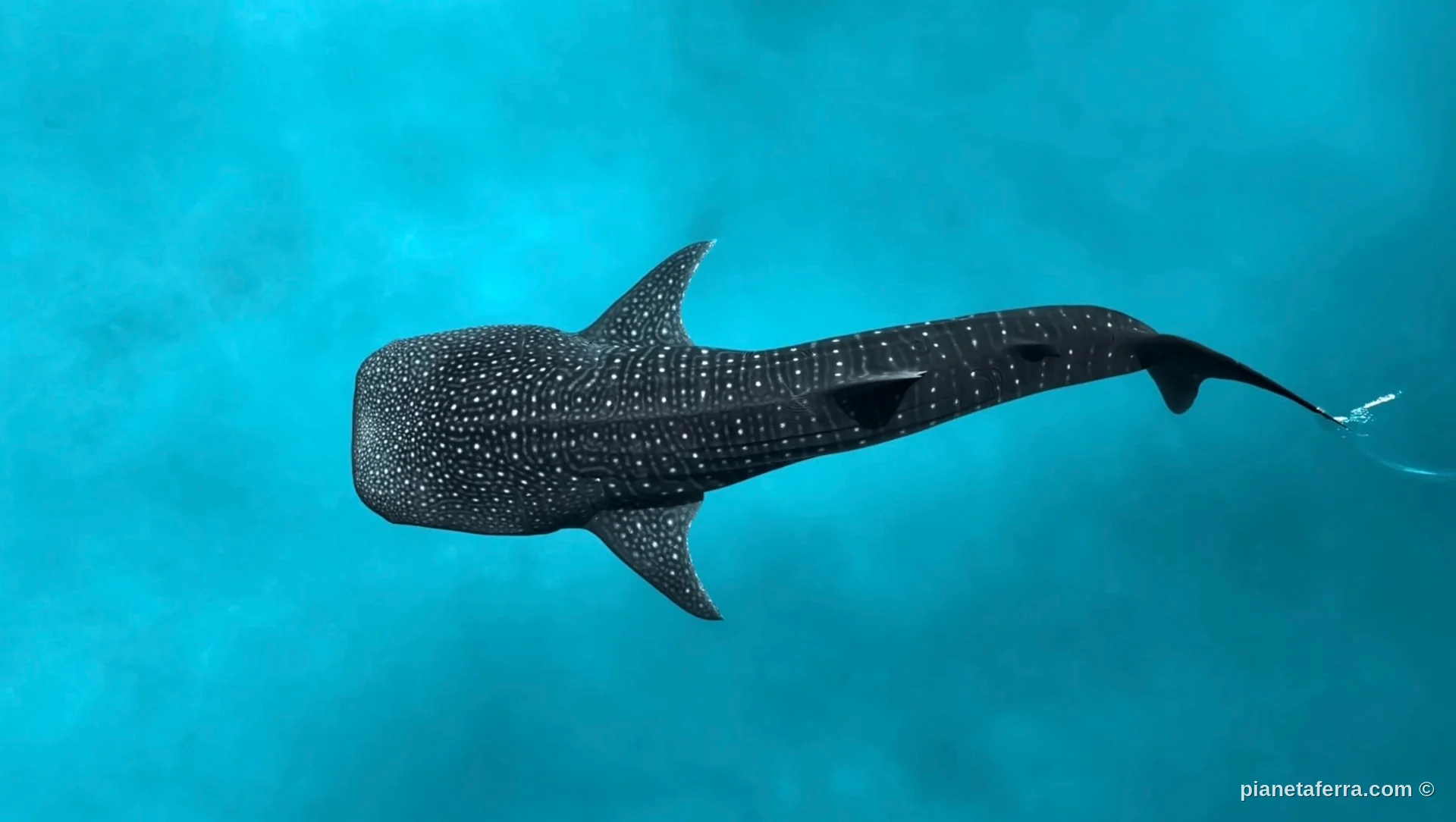 Squalo balena nelle acque delle Maldive