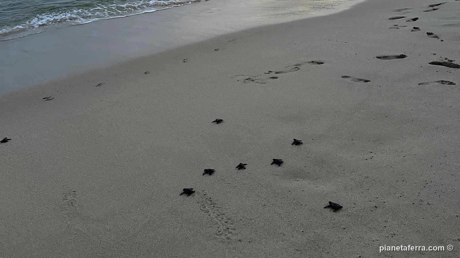 Le tartarughine appena nate corrono verso il mare sulla spiaggia di Mirissa durante il rilascio con la Guardia Costiera, a giugno 2024