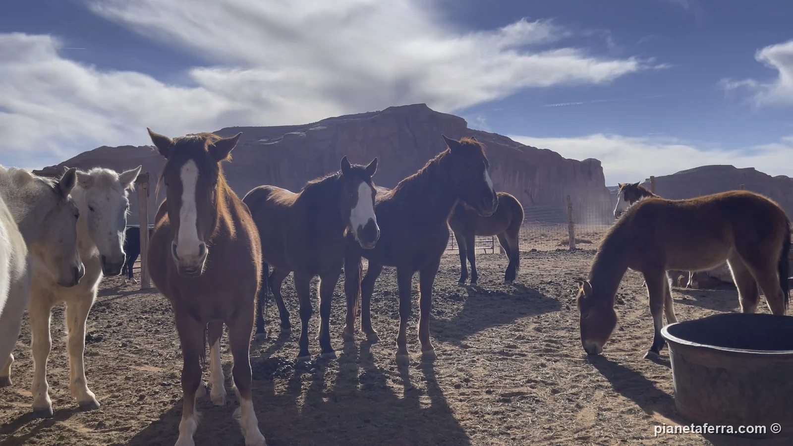 I cavalli dei Navajo al John Ford's Point, nella Monument Valley, a febbraio 2022
