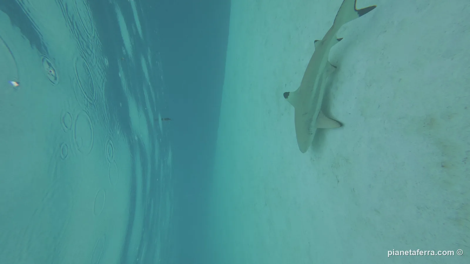 Uno squalo pinna nera sul fondale sabbioso della laguna di Moorea, durante lo snorkeling sotto la pioggia