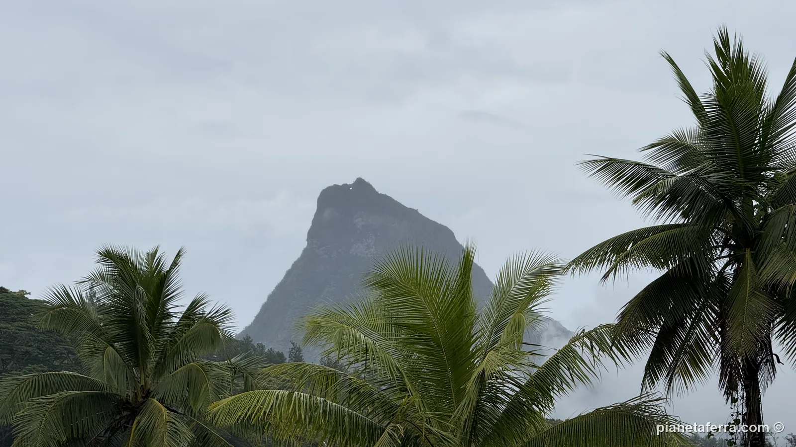 Il Mouaroa, la montagna a punta di Moorea che sembra il dente di uno squalo, tra le palme