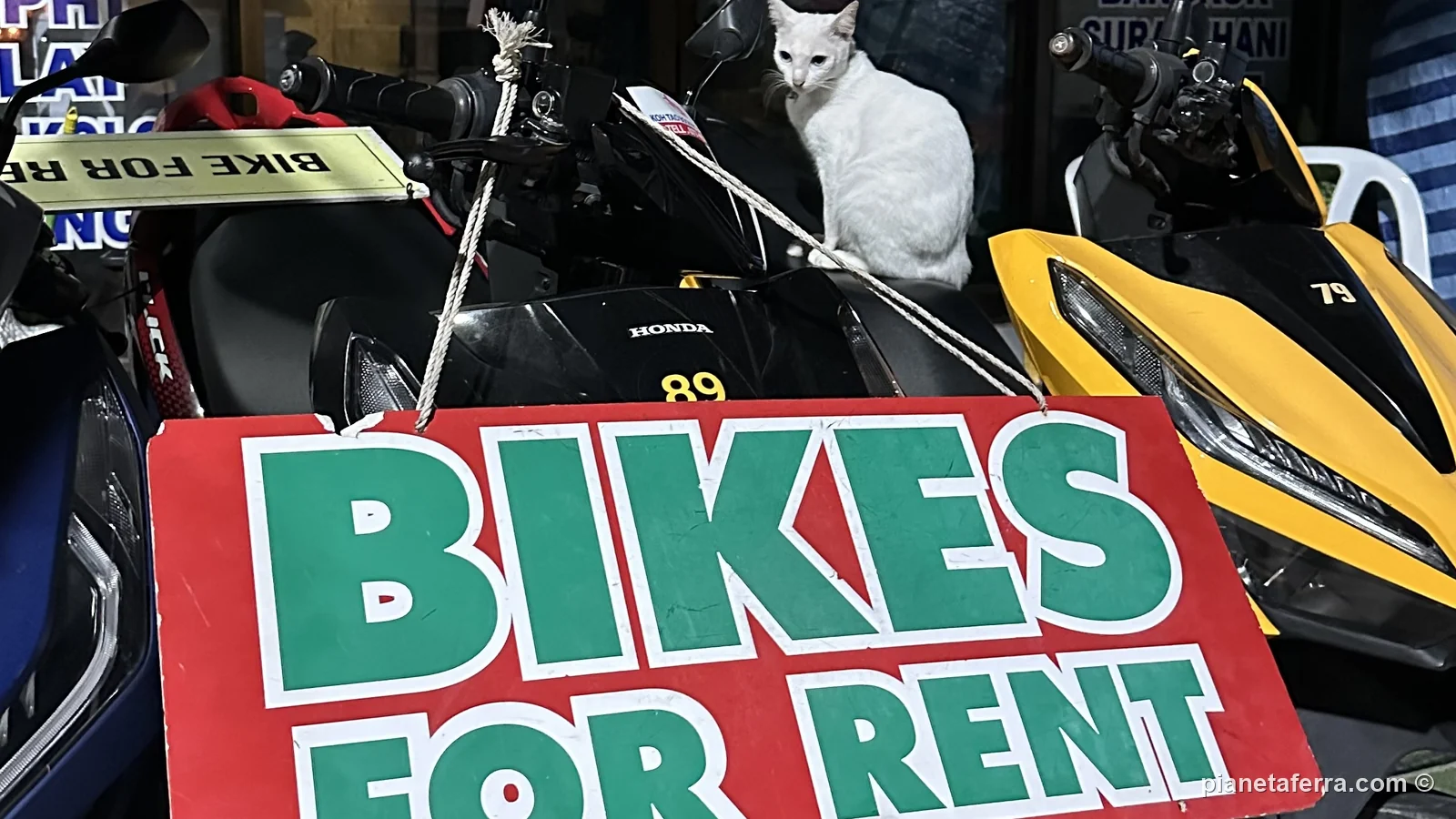 Cartello Bikes for rent con un gatto bianco sugli scooter a noleggio a Mae Haad, Koh Tao, nel 2022